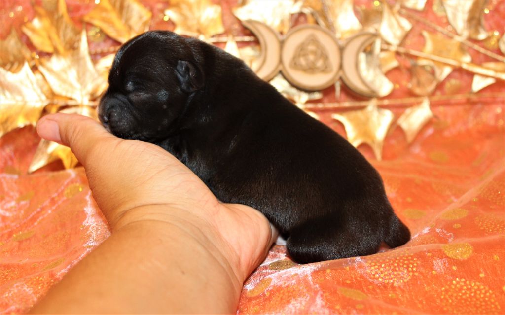 De La Terre Des Bulls - Chiots disponibles - Staffordshire Bull Terrier