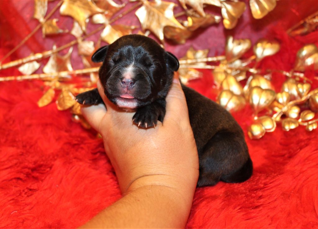 De La Terre Des Bulls - Chiots disponibles - Staffordshire Bull Terrier