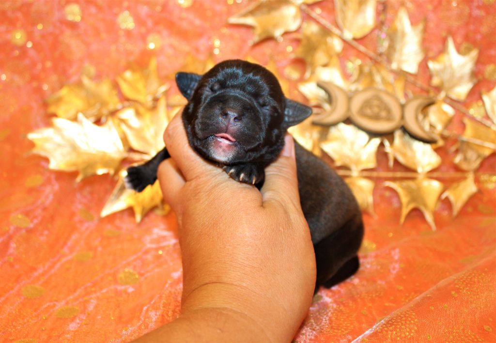 De La Terre Des Bulls - Chiots disponibles - Staffordshire Bull Terrier