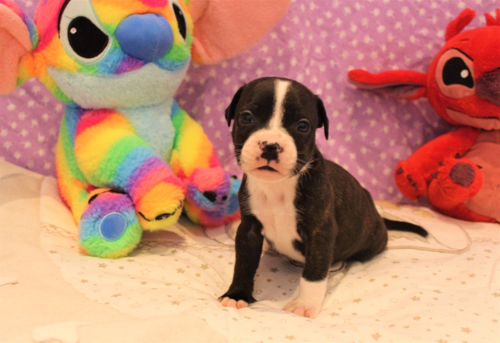 De La Terre Des Bulls - Chiots disponibles - Staffordshire Bull Terrier