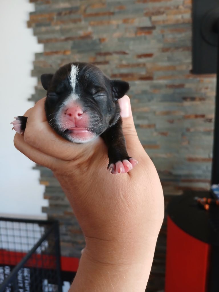 Chiot Staffordshire Bull Terrier De La Terre Des Bulls