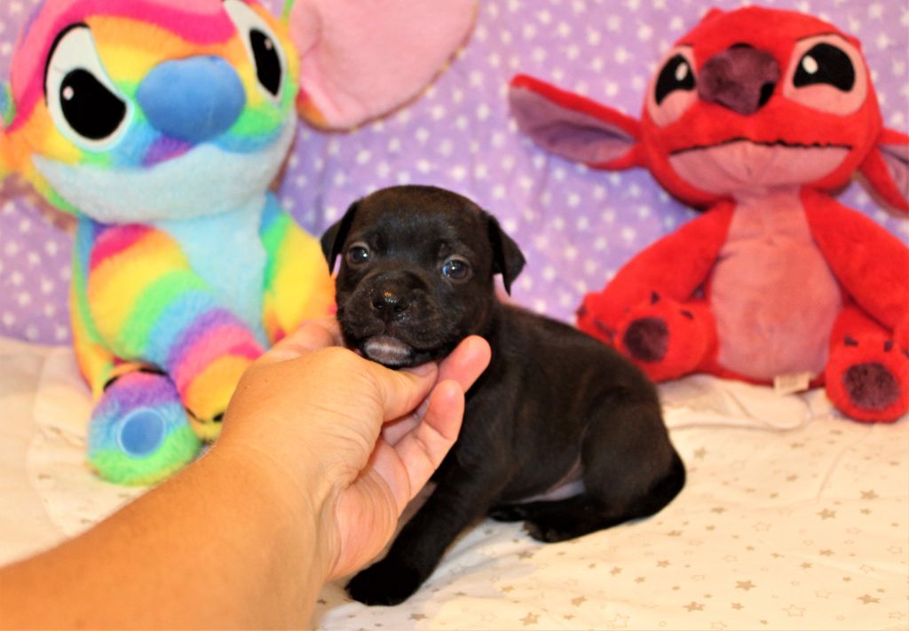 De La Terre Des Bulls - Chiots disponibles - Staffordshire Bull Terrier