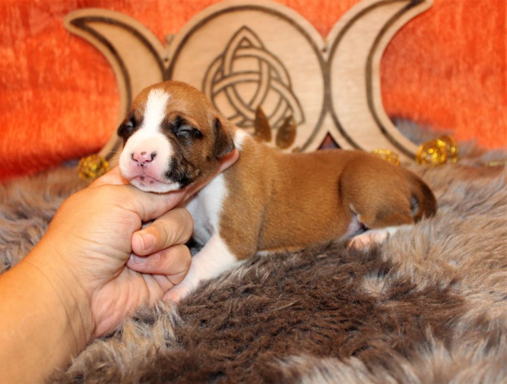 De La Terre Des Bulls - Chiots disponibles - American Staffordshire Terrier