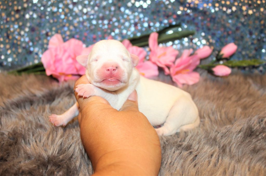 De La Terre Des Bulls - Chiots disponibles - American Staffordshire Terrier