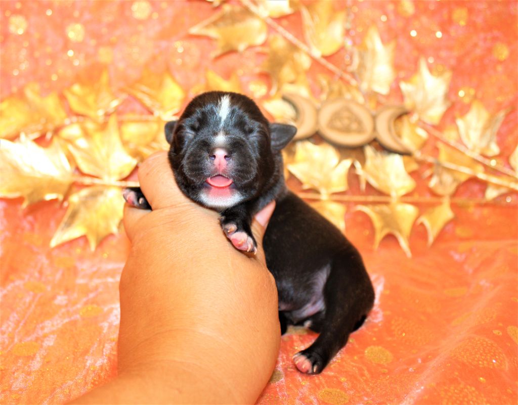 De La Terre Des Bulls - Chiots disponibles - Staffordshire Bull Terrier