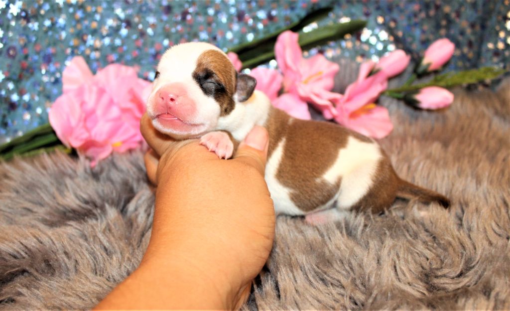 De La Terre Des Bulls - Chiots disponibles - American Staffordshire Terrier