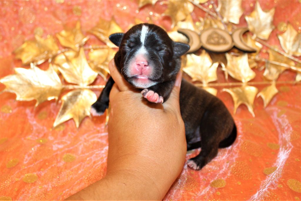 De La Terre Des Bulls - Chiots disponibles - Staffordshire Bull Terrier