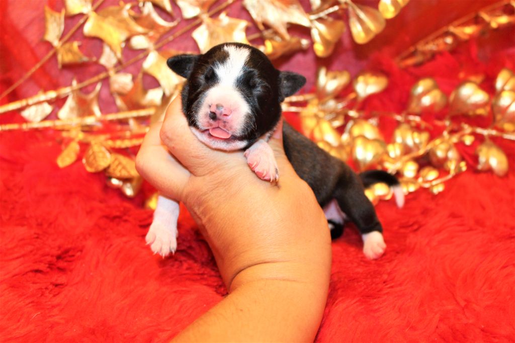 De La Terre Des Bulls - Chiots disponibles - Staffordshire Bull Terrier