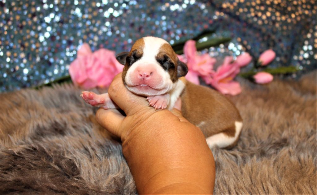 De La Terre Des Bulls - Chiots disponibles - American Staffordshire Terrier