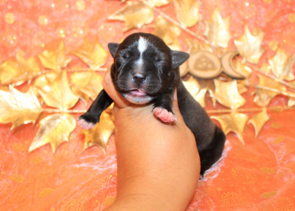 De La Terre Des Bulls - Chiots disponibles - Staffordshire Bull Terrier
