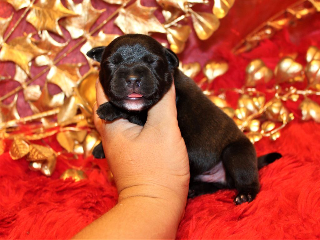 De La Terre Des Bulls - Chiots disponibles - Staffordshire Bull Terrier