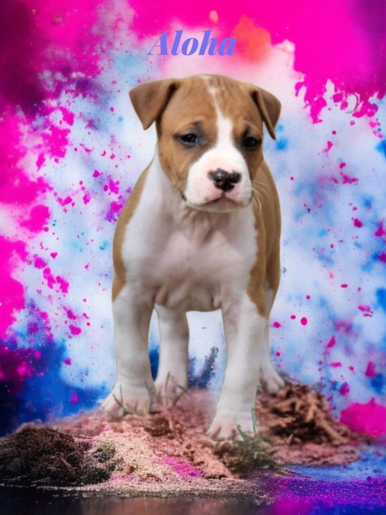 Chiot American Staffordshire Terrier De La Terre Des Bulls