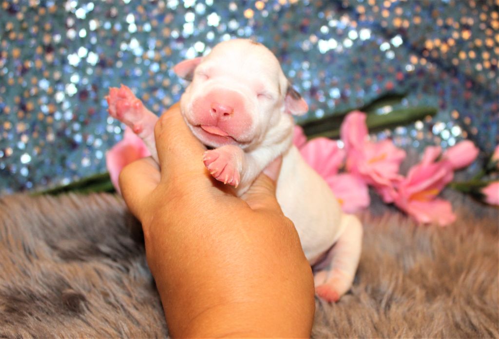 De La Terre Des Bulls - Chiots disponibles - American Staffordshire Terrier