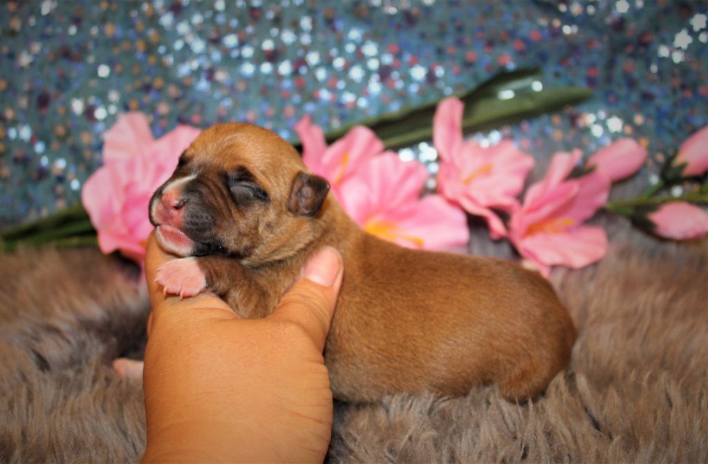 De La Terre Des Bulls - Chiots disponibles - American Staffordshire Terrier