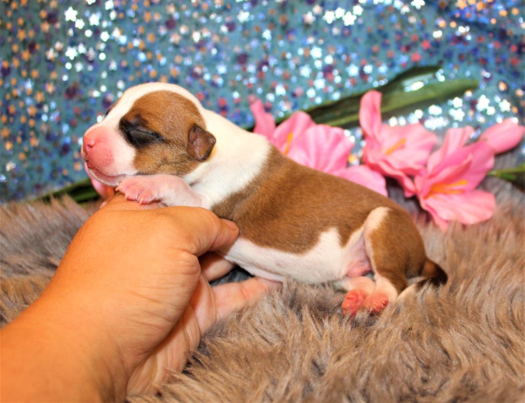 De La Terre Des Bulls - Chiots disponibles - American Staffordshire Terrier