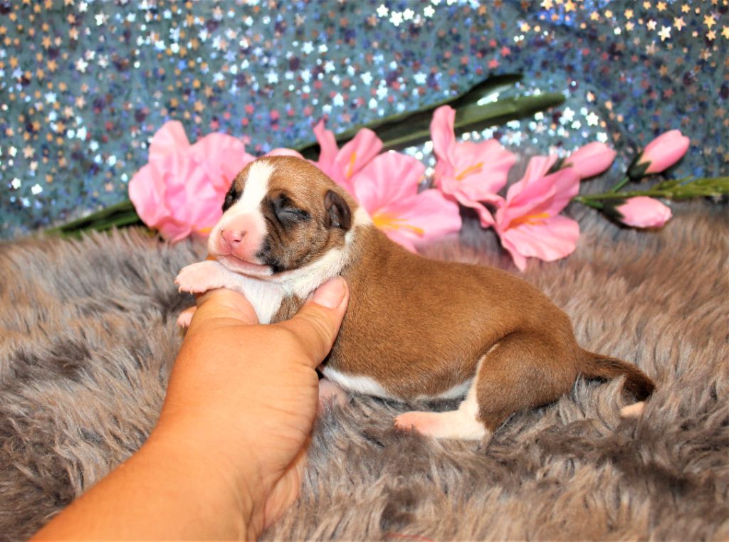 De La Terre Des Bulls - Chiots disponibles - American Staffordshire Terrier